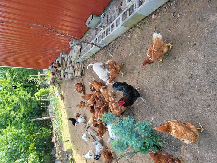 Chicken Bianca?